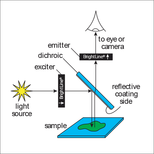 diagram of optical filter set up with Semrock BrightLine optical filters