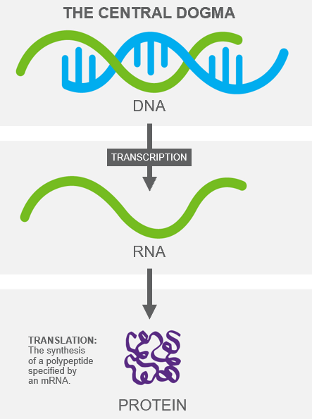 infographic of central dogma