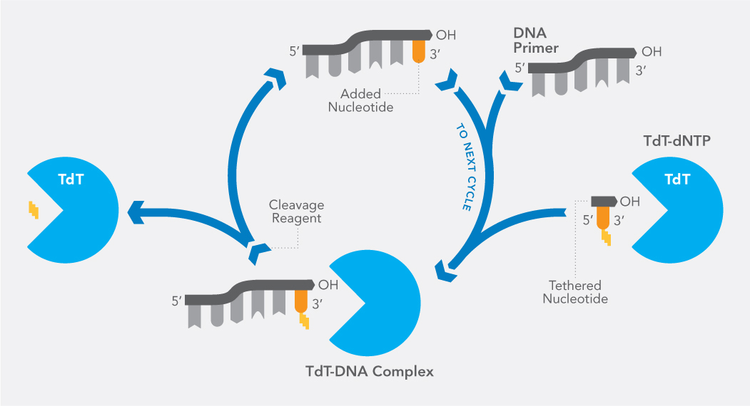 Standard Enzymatic Synthesis Workflow