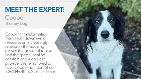 Meet Cooper: Therapy Dog