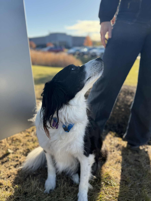 Cooper: Therapy Dog
