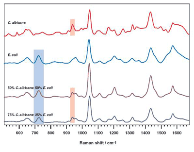 SERS spectra of pure C. albicans, E.Coli and a mixture of the 2 samples