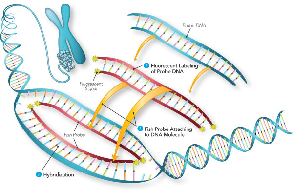 how fluorescence in situ hybridization works