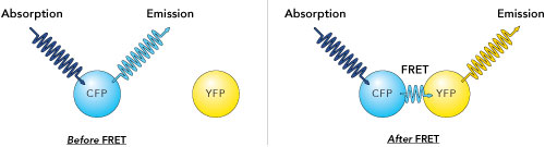 diagram to depict before FRET and after FRET