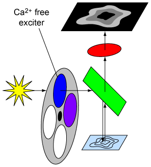 FURA2-C calcium imaging set up