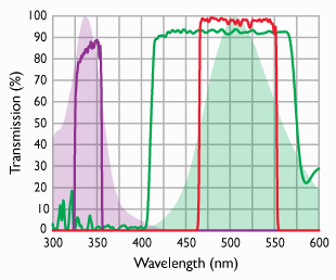 FURA-2 imaging