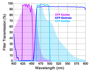 FRET imaging CFP