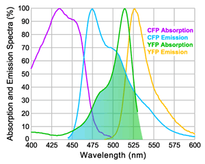 Spectrum overlap suppporting FRET interaction