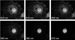 61 images taken at 1 nm intervals