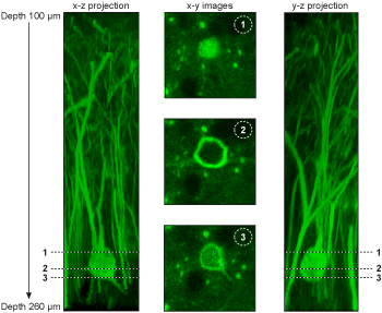 calcium dynamics in live cells using multiphoton microscopy