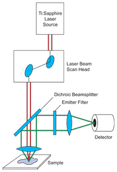 Multiphoton microscope configuration