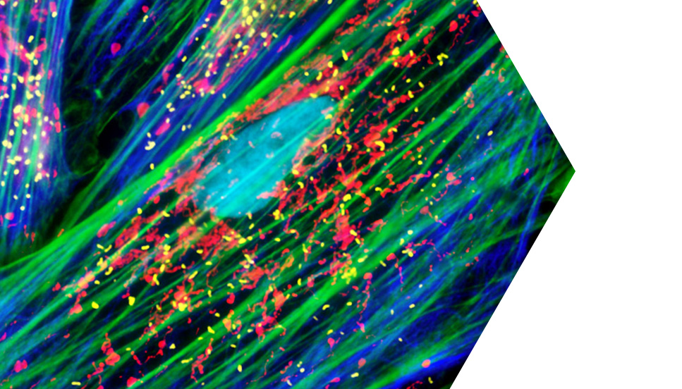 Fluorescence-banner example of fluorescence depicted by optical filters