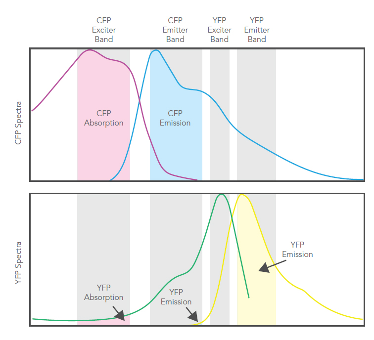 Overlap of spectra for CFP and YFP