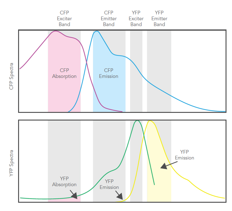 Selecting Filters for Fluorescence Multiplexing White Paper