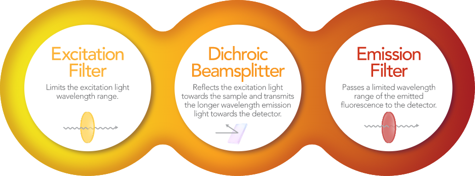 a fluorescence filter set consists of an excitation filter, dichroic beamsplitter and emission filter