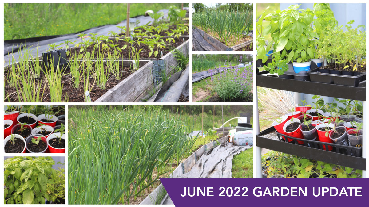 June 2022 IDEX Health & Science Rochester, NY garden update