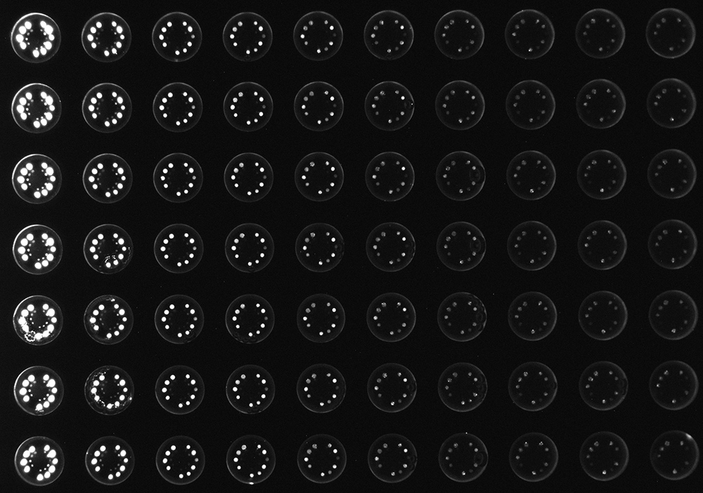 IDEX camera enables multiplex biomarker detection system imagery