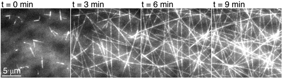 FPALM/STORM microscope