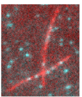 GFP-MAP65 binding to microtubules