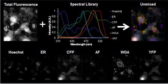 Multilabel assessment of cellular compartments