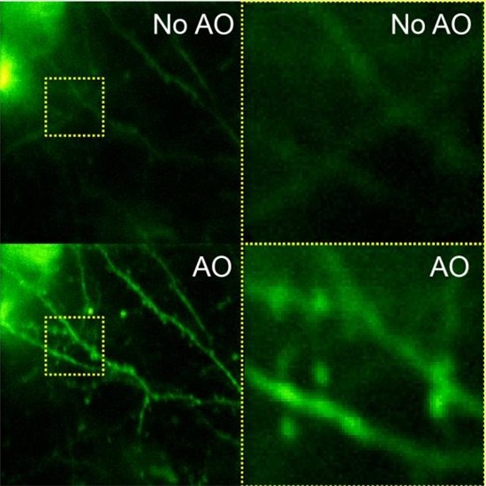 images created using two-photon fluorescence microscopy