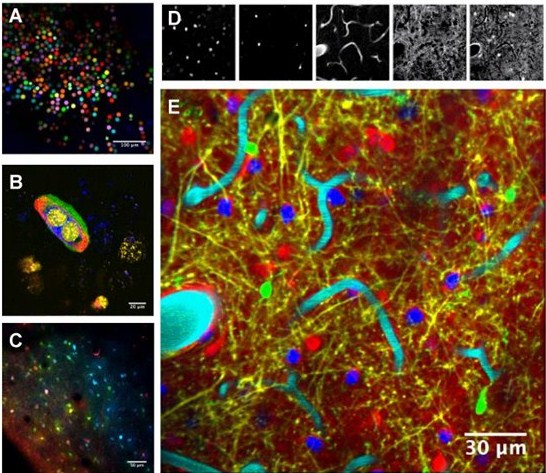 Multiphoton Hyperspectral Microscopy utilizing VersaChrome® Tunable Filters