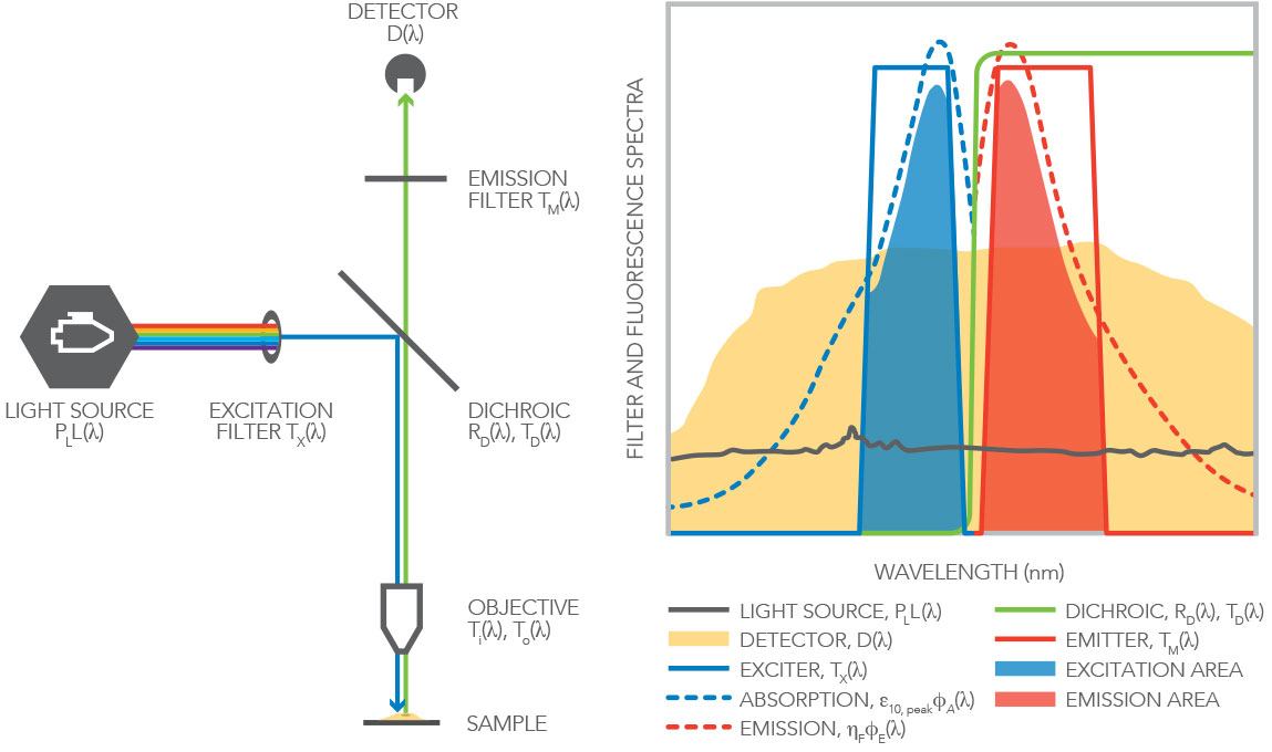 example of how SearchLight's Compare System Calculator reviews the spectral components of a typical epifluorescence microscope configuration