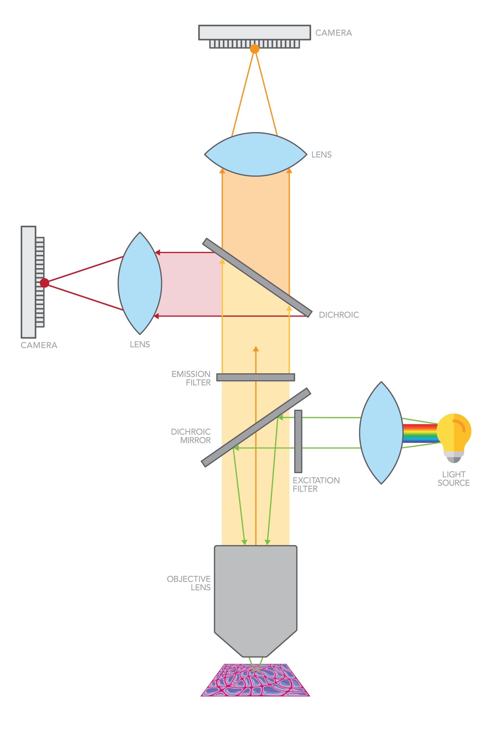 Figure 3 Field of View with 2 Detection Cameras The entire field of view is illuminated, but two or more detection cameras are used simultaneously
