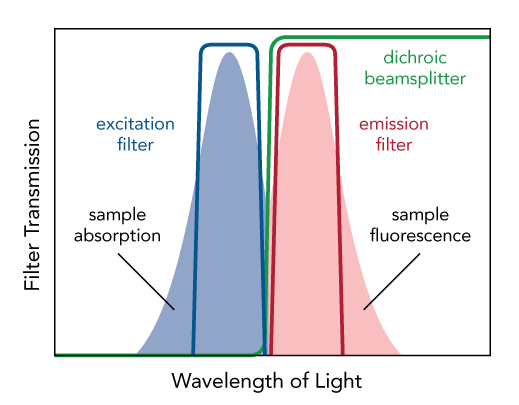 transmission graph illustrating the use of a fluorescence filter
