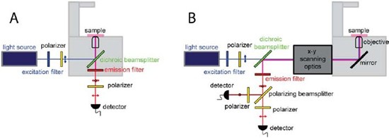 Microscopy based fluorescence polarization set up