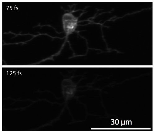 two photon fluorescence imaging