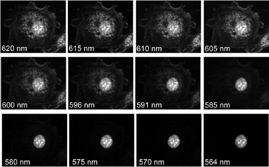 Lambda-stack images of the sample acquired using a tunable emission filter