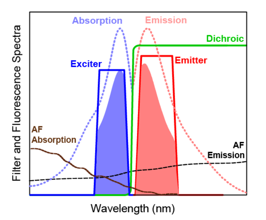 schematic representation of example absorption and emission spectra for a target fluorophore