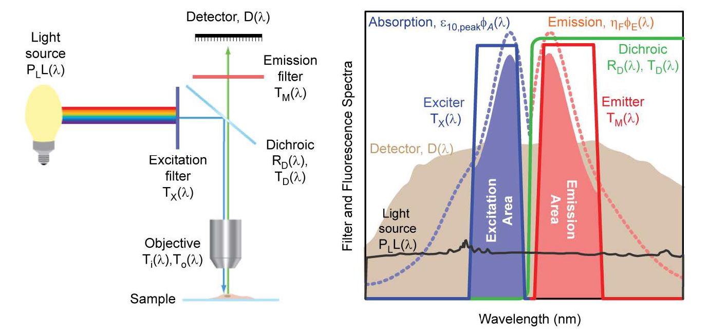 schematic of an epi-fluorescence microscope configuration based on optical filters (left), and examples of absorption and emission spectra for a target fluorophore and transmission spectra for a set of optical filters (right)
