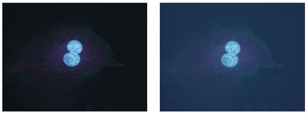 Fluorescence image of stained cells using low autofluorescence immersion oil (left) and general immersion oil